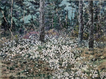 Woodland Daisies, Watercolor by Doug DeWolfe of New View